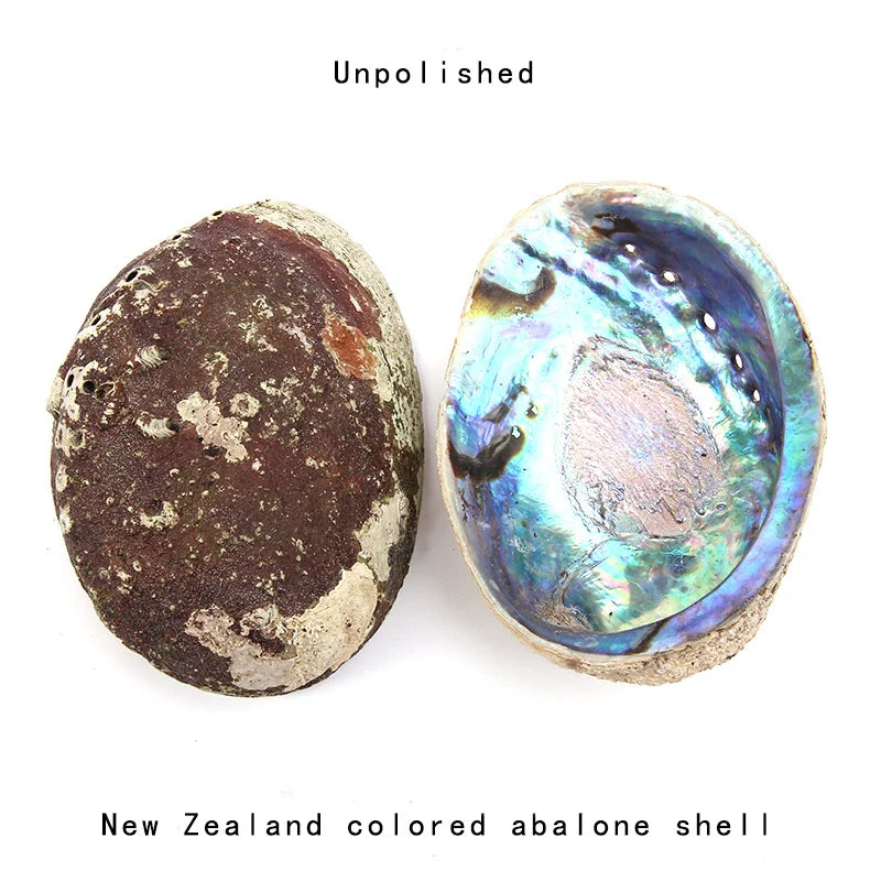 Two New Zealand colored abalone shells, one unpolished and one polished, on a white background.