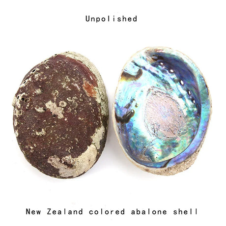 Two New Zealand colored abalone shells, one unpolished and one polished, on a white background.