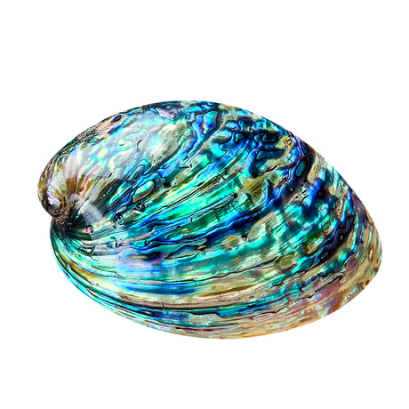 Multicolored abalone shell on a white background