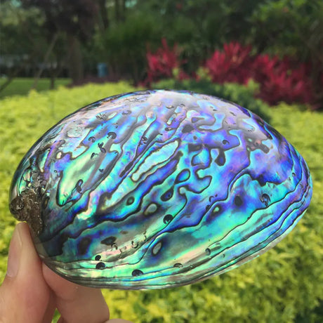 Colorful abalone shell held by a hand with a garden background