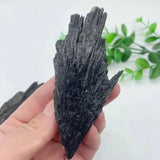 Hand holding a large piece of black seaweed with green leaves in the background