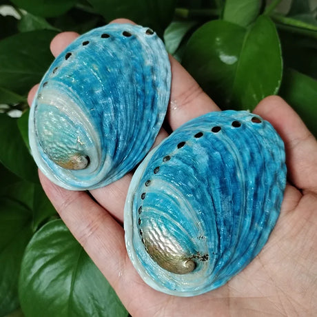Two blue abalone shells held in a hand with green leaves in the background