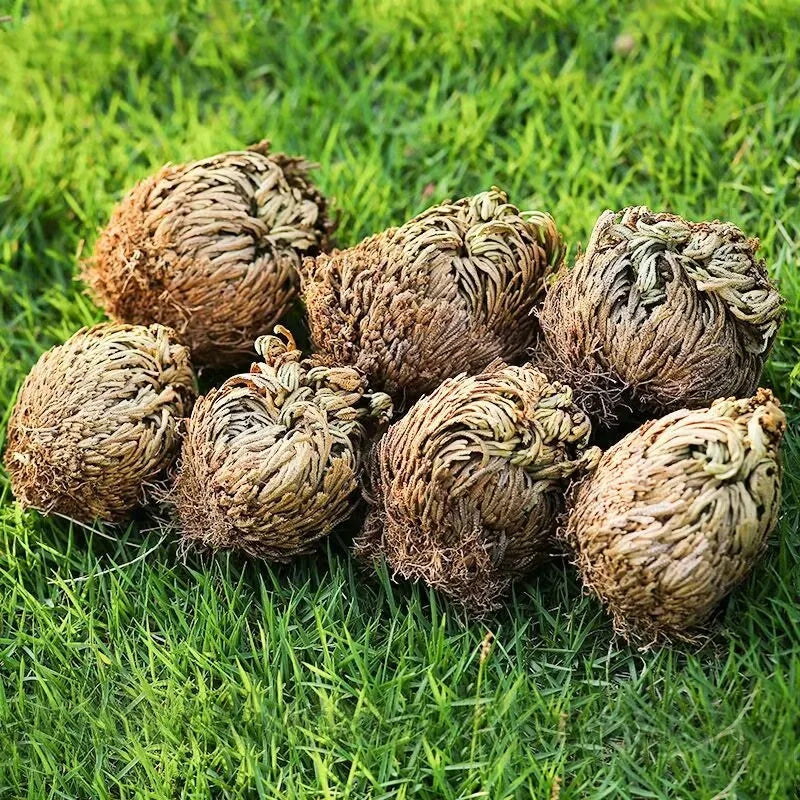 Group of dried plant balls on green grass
