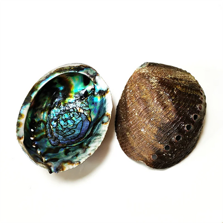 Two seashells, one with a colorful interior and the other brown, on a white background.