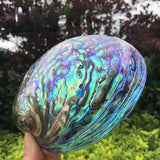 Hand holding a large, iridescent shell with a natural outdoor background