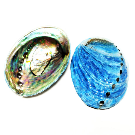 Two colorful abalone shells on a white background