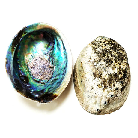 Two shells, one with a colorful interior and the other with a natural pattern, on a white background.