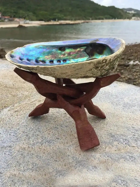 Abalone shell on a wooden stand with a beach background