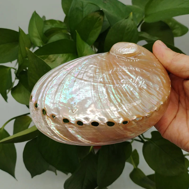 Hand holding a large shell with a plant in the background