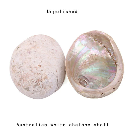 Two Australian white abalone shells, one unpolished and one polished, on a white background.
