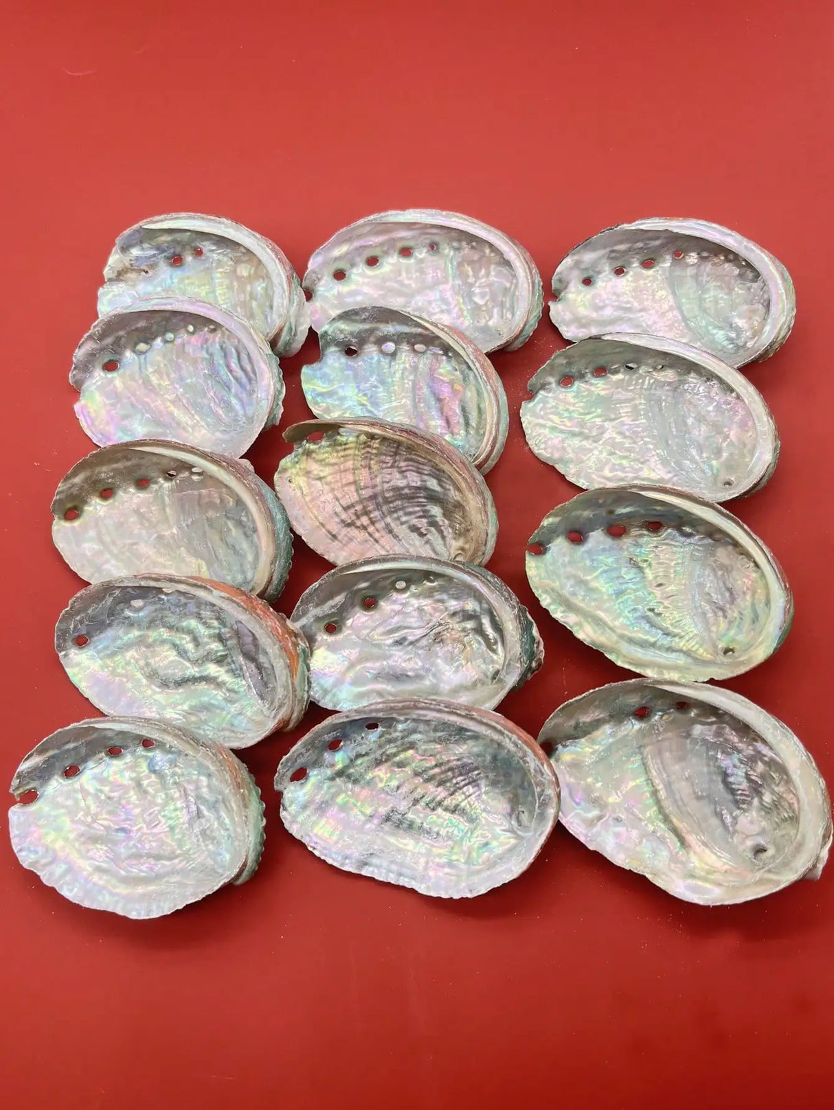 Abalone shells arranged on a red background
