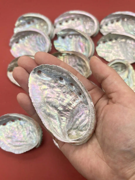 Iridescent shell held in a hand with more shells on a red background
