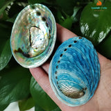 Two colorful abalone shells held in a hand with a green leafy background.