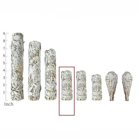 Set of white sage smudge sticks with measurement scale on a white background
