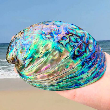 Multicolored abalone shell held by a hand with ocean and sky in the background