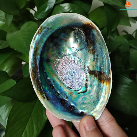 Hand holding a colorful abalone shell against a green leafy background