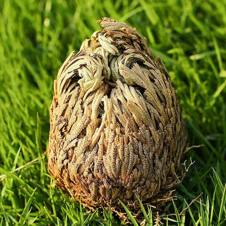 Close-up of a textured object on grass