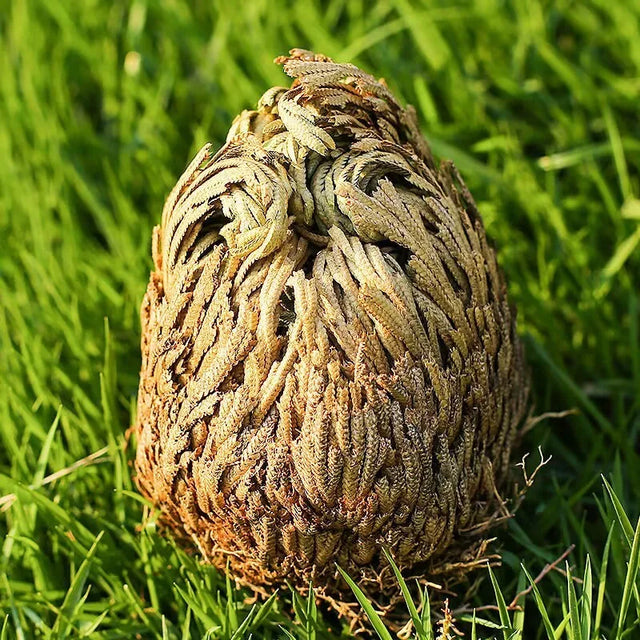 Close-up of a textured object on grass
