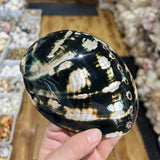 Hand holding a large, patterned shell with a blurred background of shelves with similar items.