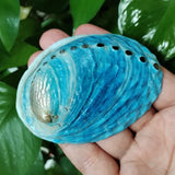 Blue shell held in a hand with green leaves in the background