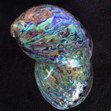 Multicolored abalone shell on a black background