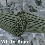 White sage sticks with a white background