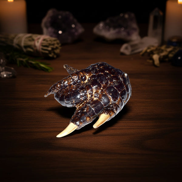 Alligator Claw, natural luck charm for mojo bags