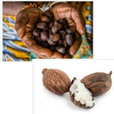 Dimollaure Organic Shea Butter Oil 100g showing shea nuts — the natural source of pure unrefined shea butter.