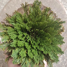 Dried Jericho Rose resurrection balls for rehydration rituals, sacred decor, and botanical display.