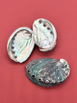 Natural Green Abalone Shell holder for incense, resin burning, and spiritual meditation practice.