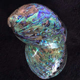 Green Abalone Shell polished NZ smudging bowl for sage burning, energy cleansing, and meditation rituals.