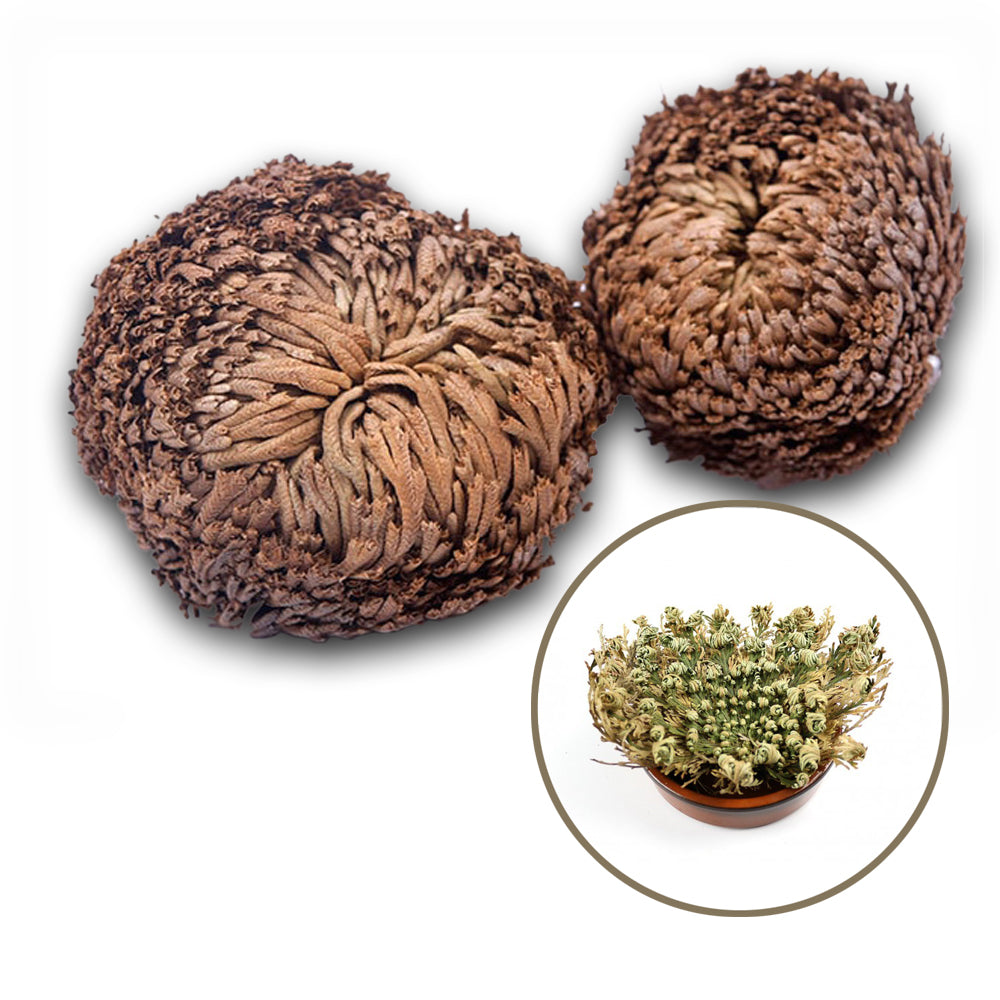 Jericho Flowers Small - resurrection plant