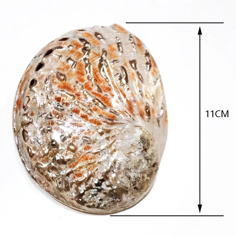 Natural New Zealand Abalone Shell dish for sage burning, ash catching, and ritual cleansing use.