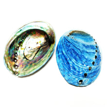 Natural Blue Abalone Shells set of 2 decorative shells for shelf decor, centerpiece styling, and beach-inspired home accents.
