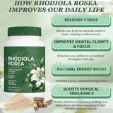Natural Rhodiola Rosea capsules bottle plant-based supplement for daily energy balance and stress support.