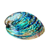 Natural shell jewelry box with Abalone finish for decorative storage of earrings, rings, and tiny treasures.