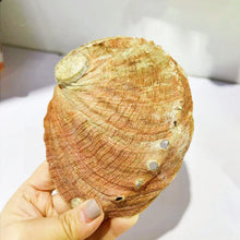 Natural New Zealand Abalone Shell smudging shell for cleansing rituals, prayer work, and ceremonial use.