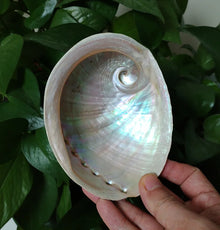 Pāua shell smudging bowl for sage burning, spiritual cleansing, and prayer altar use.
