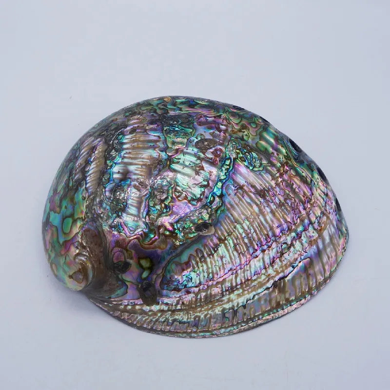 Polished Abalone Shell New Zealand green shell for blessing rituals, herb burning, and altar decor.