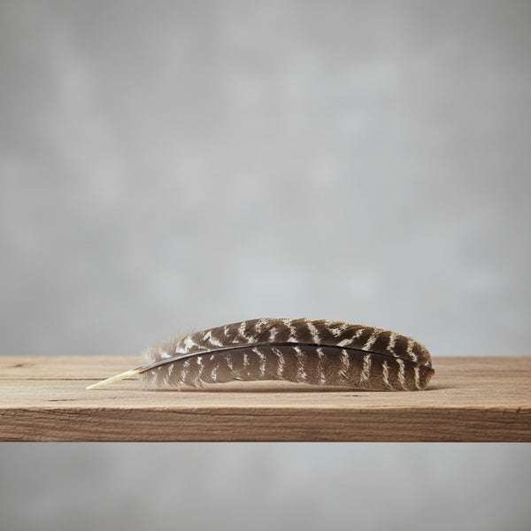 Turkey barred feather natural feather craft supply for costume making, jewelry design, and decorative DIY projects.