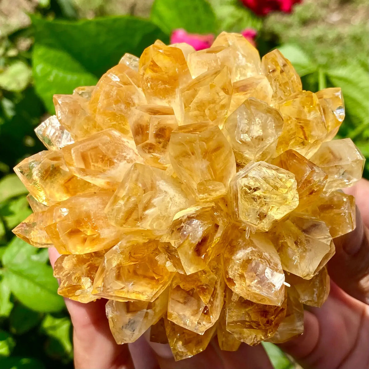 Yellow Phantom Quartz Crystal Cluster for meditation, home décor, and crystal collecting.