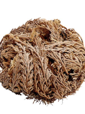 Rose of Jericho