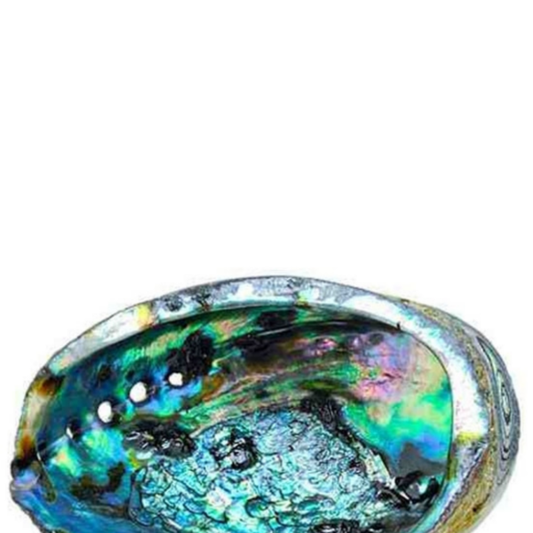 Abalone Shell Smudging Bowl Seashell Incense Burner 6-7 inches