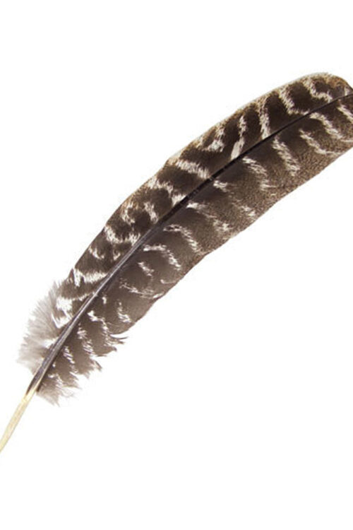 Turkey Barred Feather