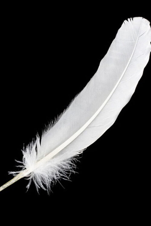 White Feather 12″